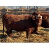 Image 4 : Monique Slingerland - 12 RBF Bred Heifers (Coaldale, AB)