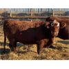 Image 4 : Monique Slingerland - 12 RBF Bred Heifers (Coaldale, AB)