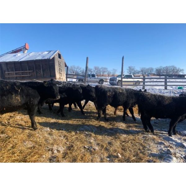 Finnlane Farms - 750# Weaned Steers - 84 Head (Watrous, SK)