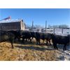 Image 1 : Finnlane Farms - 750# Weaned Steers - 84 Head (Watrous, SK)