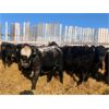 Image 3 : Finnlane Farms - 750# Weaned Steers - 84 Head (Watrous, SK)