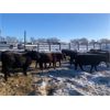 Image 5 : Finnlane Farms - 750# Weaned Steers - 84 Head (Watrous, SK)