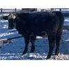 Image 6 : Finnlane Farms - 750# Weaned Steers - 84 Head (Watrous, SK)