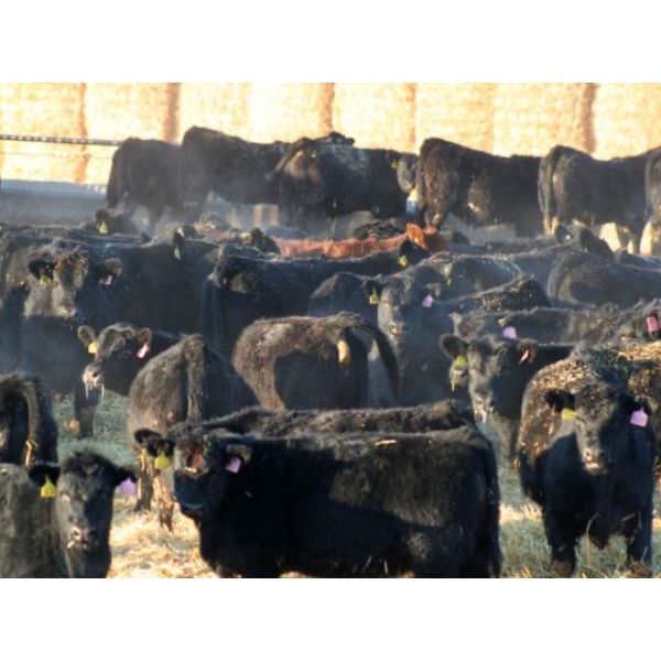 Goldridge Farming Co. - 725# Weaned Steers - 171 Head (Turin, AB)