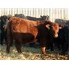Image 3 : Goldridge Farming Co. - 725# Weaned Steers - 171 Head (Turin, AB)