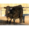 Image 6 : Goldridge Farming Co. - 725# Weaned Steers - 171 Head (Turin, AB)