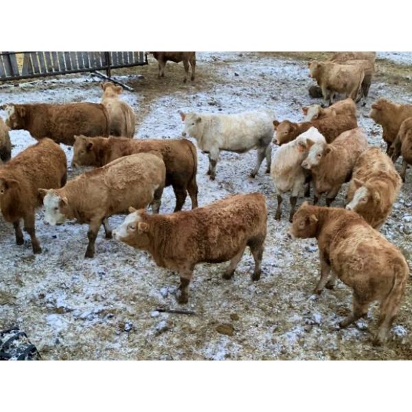 Leonard & Bonnie Zdan - 950# Weaned Heifers - 65 Head (Alonsa, MB)