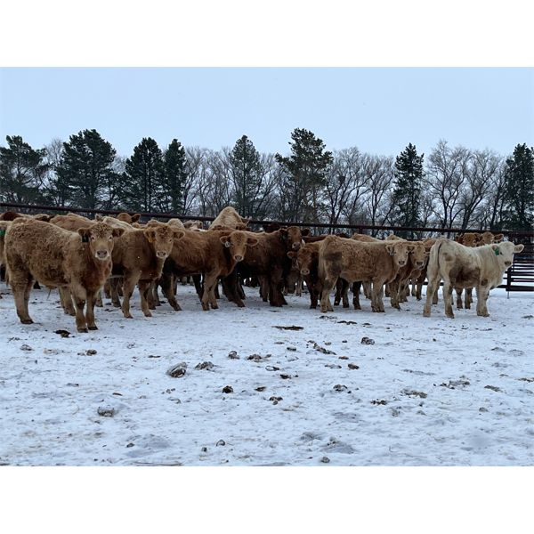 Hawks Haven Ranch - 720# Weaned Steers - 85 Head (Compeer, AB)
