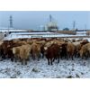 Image 10 : HR Feeders - 780# Weaned Heifers - 110 Head (High River, AB)