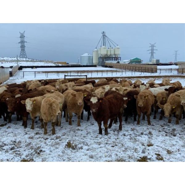 HR Feeders - 780# Weaned Heifers - 110 Head (High River, AB)