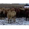 Image 2 : HR Feeders - 780# Weaned Heifers - 110 Head (High River, AB)