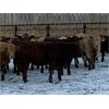 Image 3 : HR Feeders - 780# Weaned Heifers - 110 Head (High River, AB)