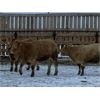 Image 4 : HR Feeders - 780# Weaned Heifers - 110 Head (High River, AB)