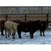 Image 5 : HR Feeders - 780# Weaned Heifers - 110 Head (High River, AB)