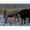 Image 7 : HR Feeders - 780# Weaned Heifers - 110 Head (High River, AB)