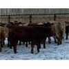 Image 8 : HR Feeders - 780# Weaned Heifers - 110 Head (High River, AB)