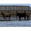 Image 9 : HR Feeders - 780# Weaned Heifers - 110 Head (High River, AB)