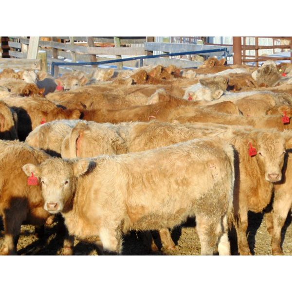 Doerksen Farms - 700# Weaned Heifers - 170 Head (Gem, AB)