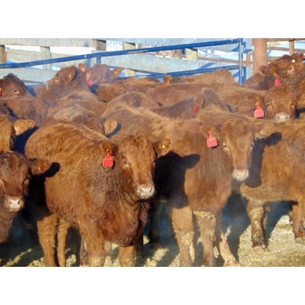 Doerksen Farms - 670# Weaned Heifers - 95 Head (Gem, AB)
