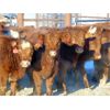 Image 2 : Doerksen Farms - 670# Weaned Heifers - 95 Head (Gem, AB)