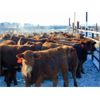 Image 5 : Doerksen Farms - 670# Weaned Heifers - 95 Head (Gem, AB)