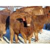 Image 7 : Doerksen Farms - 670# Weaned Heifers - 95 Head (Gem, AB)