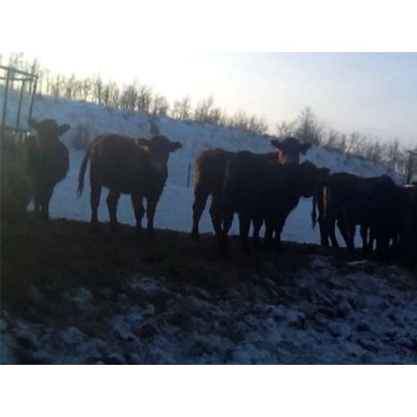Oliver Steward Ranches - 780# Heifers - 22 Head (Bay Tree, AB)