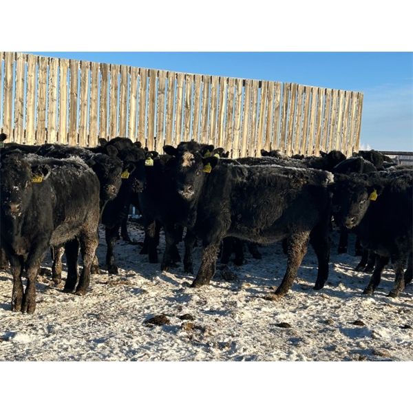 Lamotte Ranch - 550# Weaned Steers - 80 Head (Ponteix, SK)
