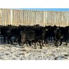 Image 3 : Lamotte Ranch - 550# Weaned Steers - 80 Head (Ponteix, SK)