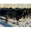 Image 4 : Lamotte Ranch - 550# Weaned Steers - 80 Head (Ponteix, SK)