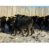 Image 5 : Lamotte Ranch - 550# Weaned Steers - 80 Head (Ponteix, SK)