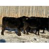 Image 6 : Lamotte Ranch - 550# Weaned Steers - 80 Head (Ponteix, SK)