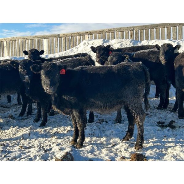Lamotte Ranch - 525# Weaned Heifers - 90 Head (Ponteix, SK)