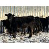 Image 3 : Lamotte Ranch - 525# Weaned Heifers - 90 Head (Ponteix, SK)