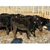 Image 4 : Lamotte Ranch - 525# Weaned Heifers - 90 Head (Ponteix, SK)