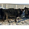 Image 5 : Lamotte Ranch - 525# Weaned Heifers - 90 Head (Ponteix, SK)