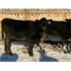 Image 6 : Lamotte Ranch - 525# Weaned Heifers - 90 Head (Ponteix, SK)