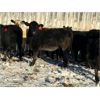 Image 7 : Lamotte Ranch - 525# Weaned Heifers - 90 Head (Ponteix, SK)