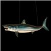 Image 1 : TAXIDERMY BLUE SHARK OA WAREHOUSE SHOWROOM DISPLAY.