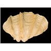 Image 1 : AUTHENTIC NATURAL TRIDACNA GIANT CLAM SHELL.