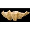 Image 2 : AUTHENTIC NATURAL TRIDACNA GIANT CLAM SHELL.