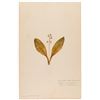 Image 2 : VINTAGE PRESSED BOTANICALS