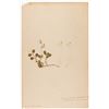 Image 8 : VINTAGE PRESSED BOTANICALS