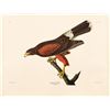 Image 2 : AUDUBON BIRD ENGRAVING REPROS (4)