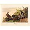 Image 3 : AUDUBON BIRD ENGRAVING REPROS (4)