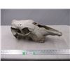 Image 1 : Animal skull