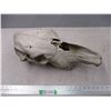 Image 2 : Animal skull