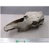 Image 3 : Animal skull
