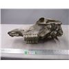 Image 4 : Animal skull