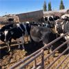 Image 1 : Idaho Dairies/Ranches - 31 Cows (Burley, ID)